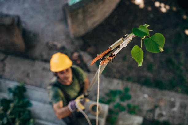 Best Residential Tree Removal  in Heflin, AL